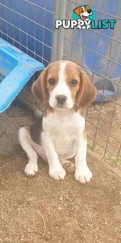 Beaglier Puppies