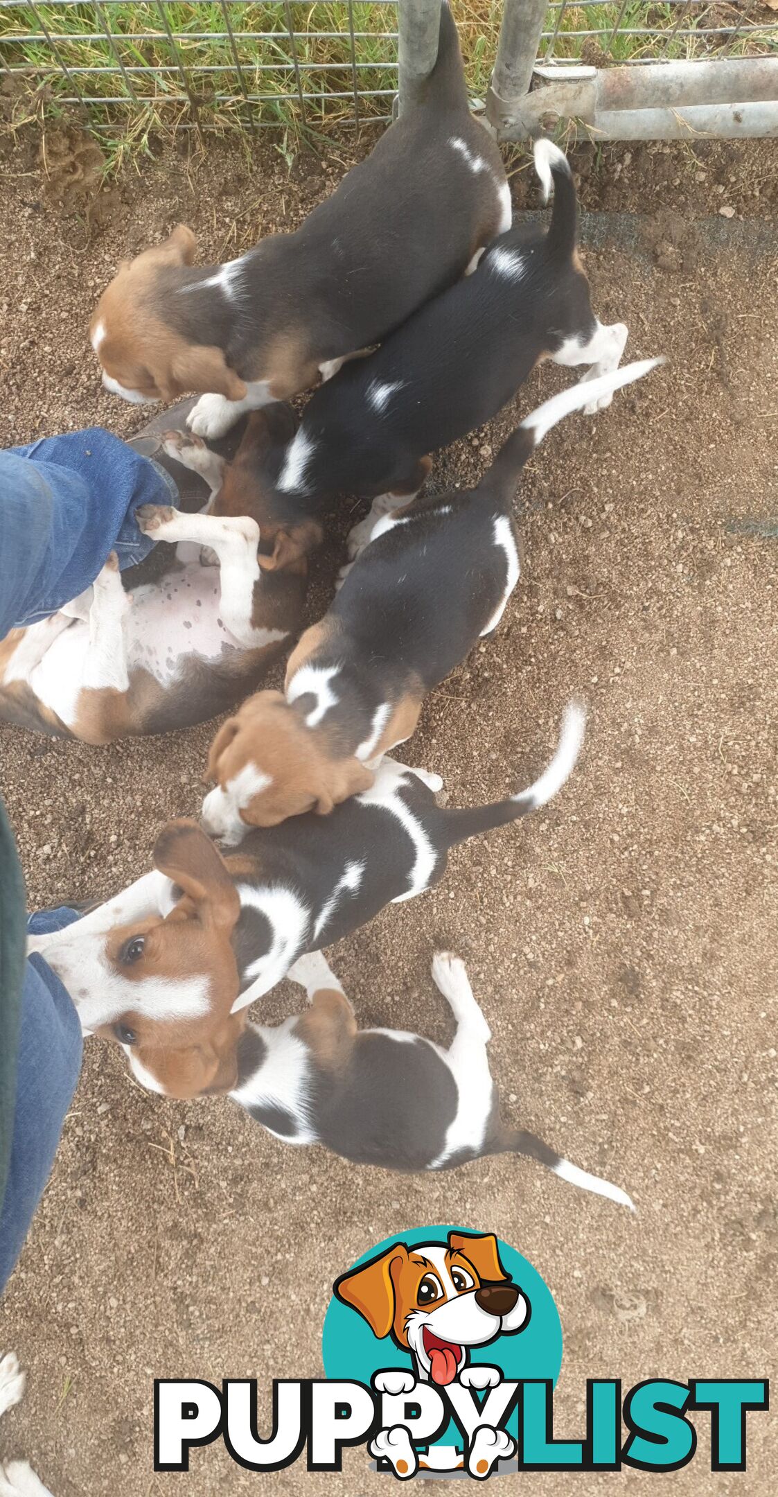 Beaglier Puppies