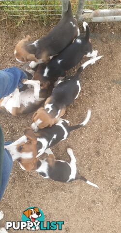 Beaglier Puppies