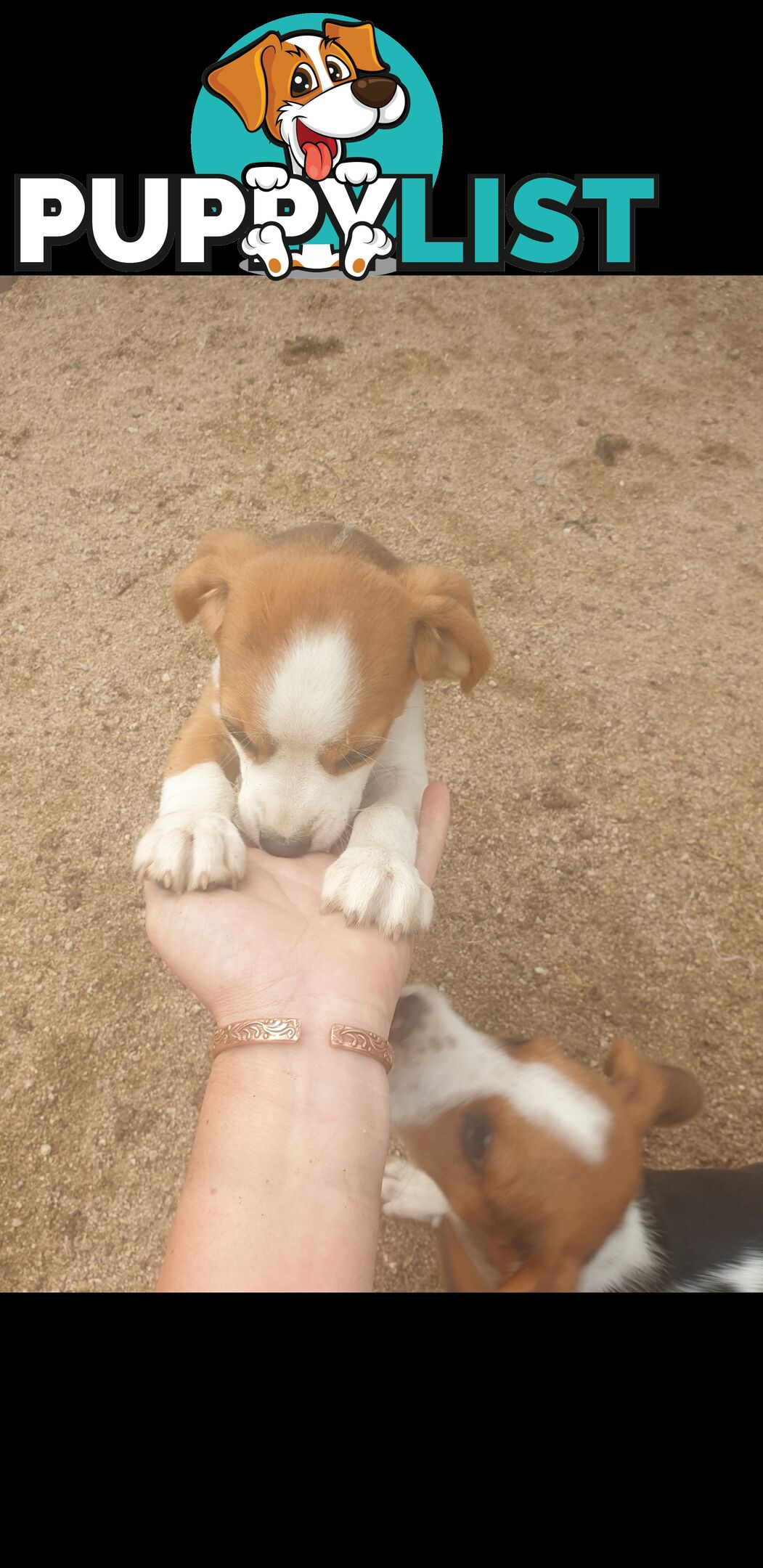 Beaglier Puppies