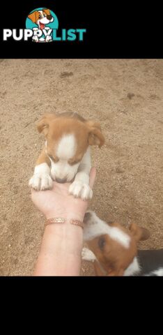 Beaglier Puppies