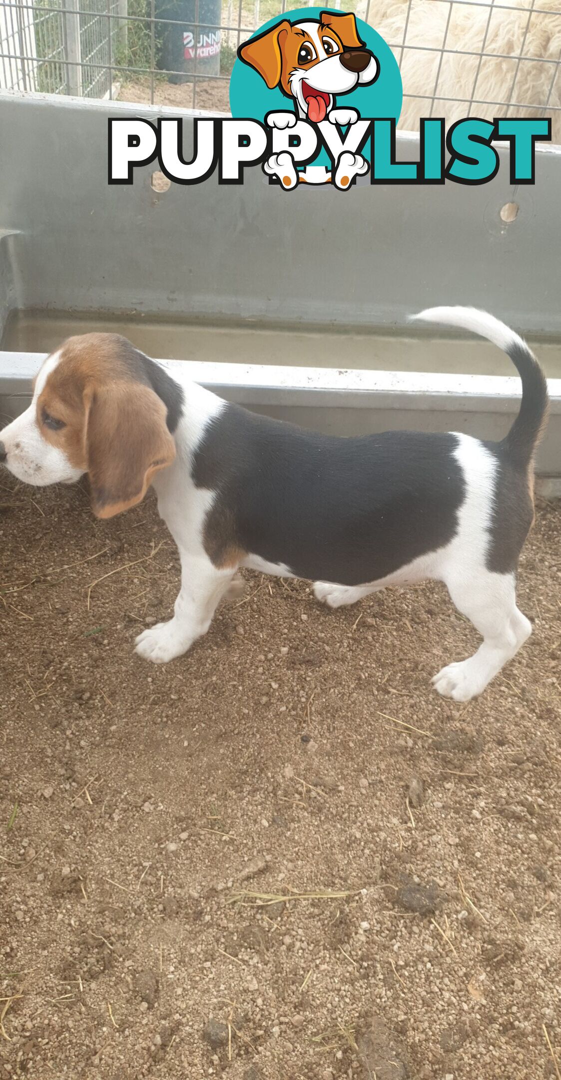 Beaglier Puppies