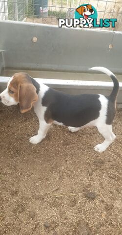 Beaglier Puppies