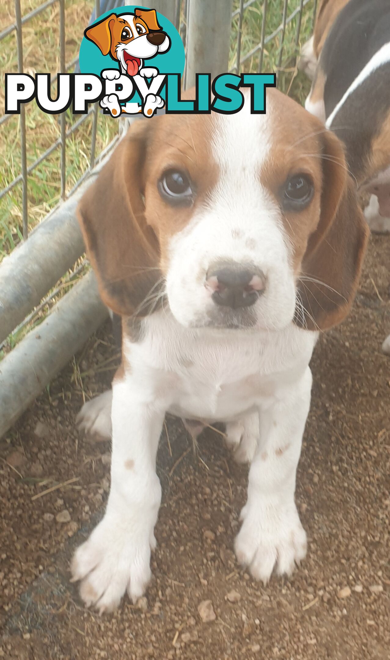 Beaglier Puppies