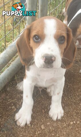 Beaglier Puppies