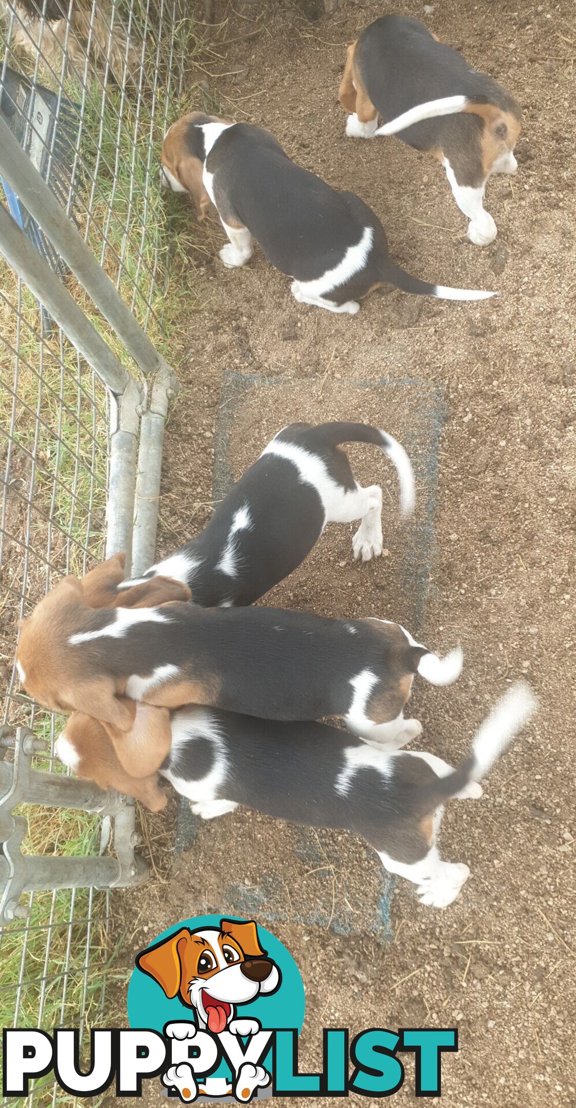 Beaglier Puppies