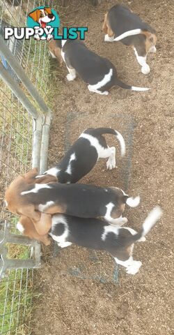 Beaglier Puppies