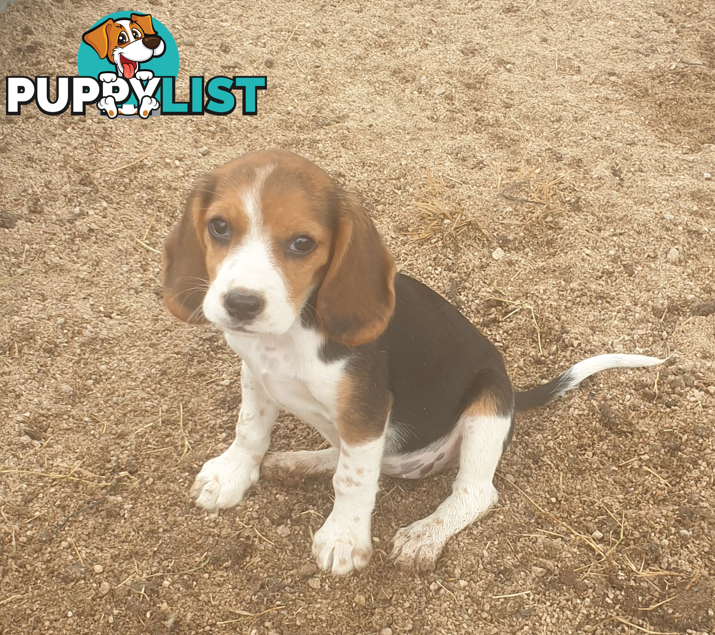 Beaglier Puppies