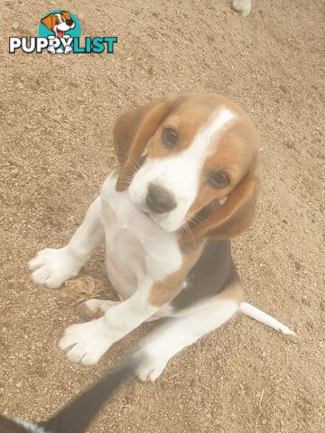 Beaglier Puppies