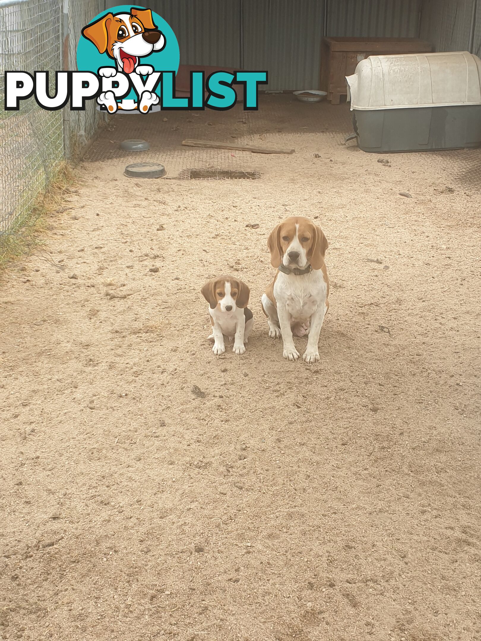 Beaglier Puppies