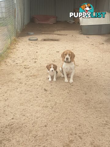 Beaglier Puppies