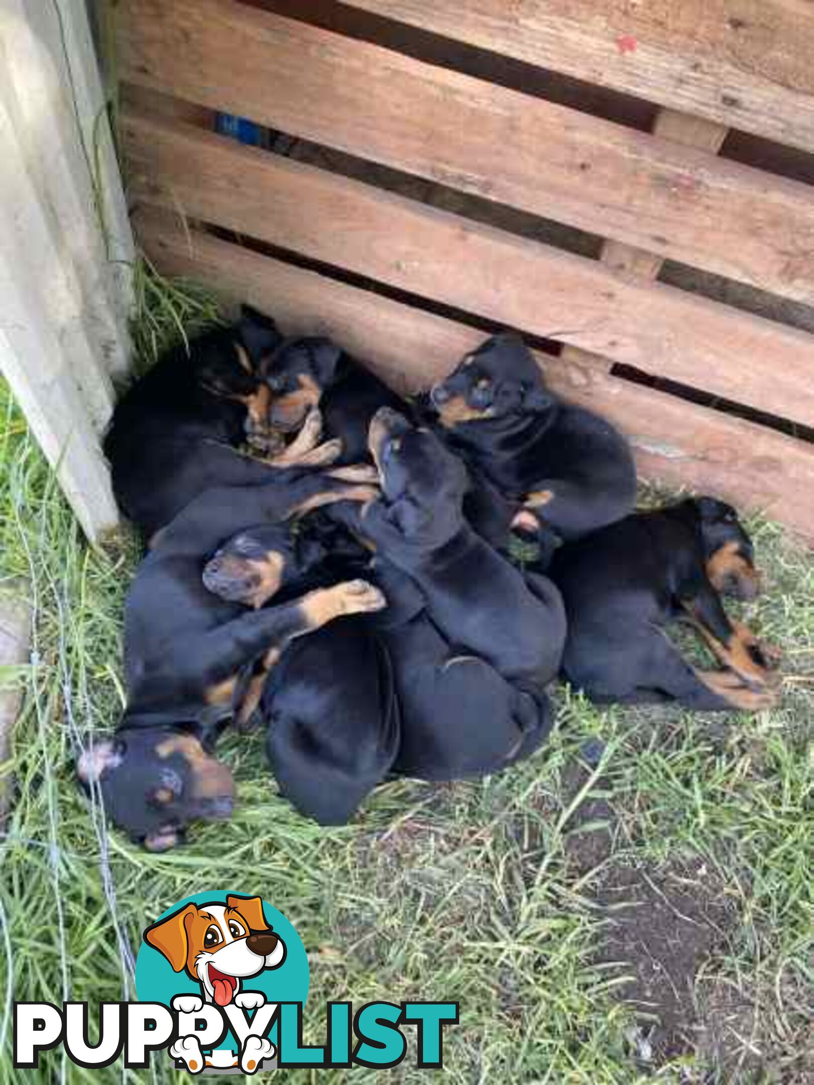 Doberman pups ready now!