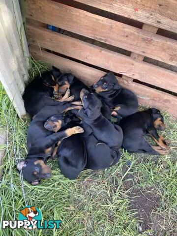 Doberman pups ready now!