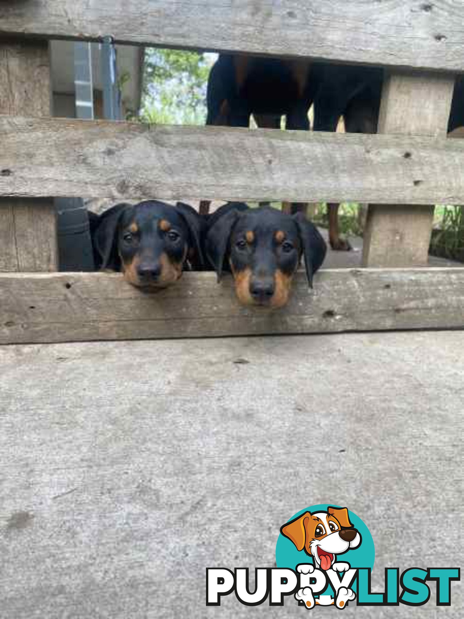 Doberman pups ready now!