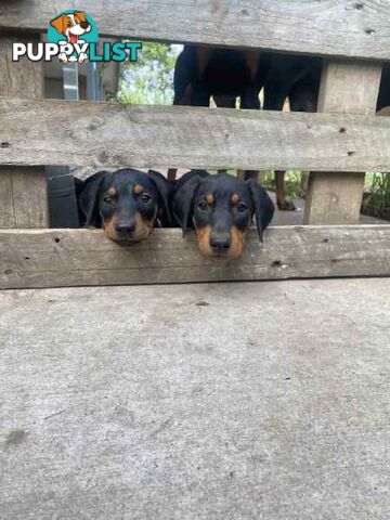 Doberman pups ready now!