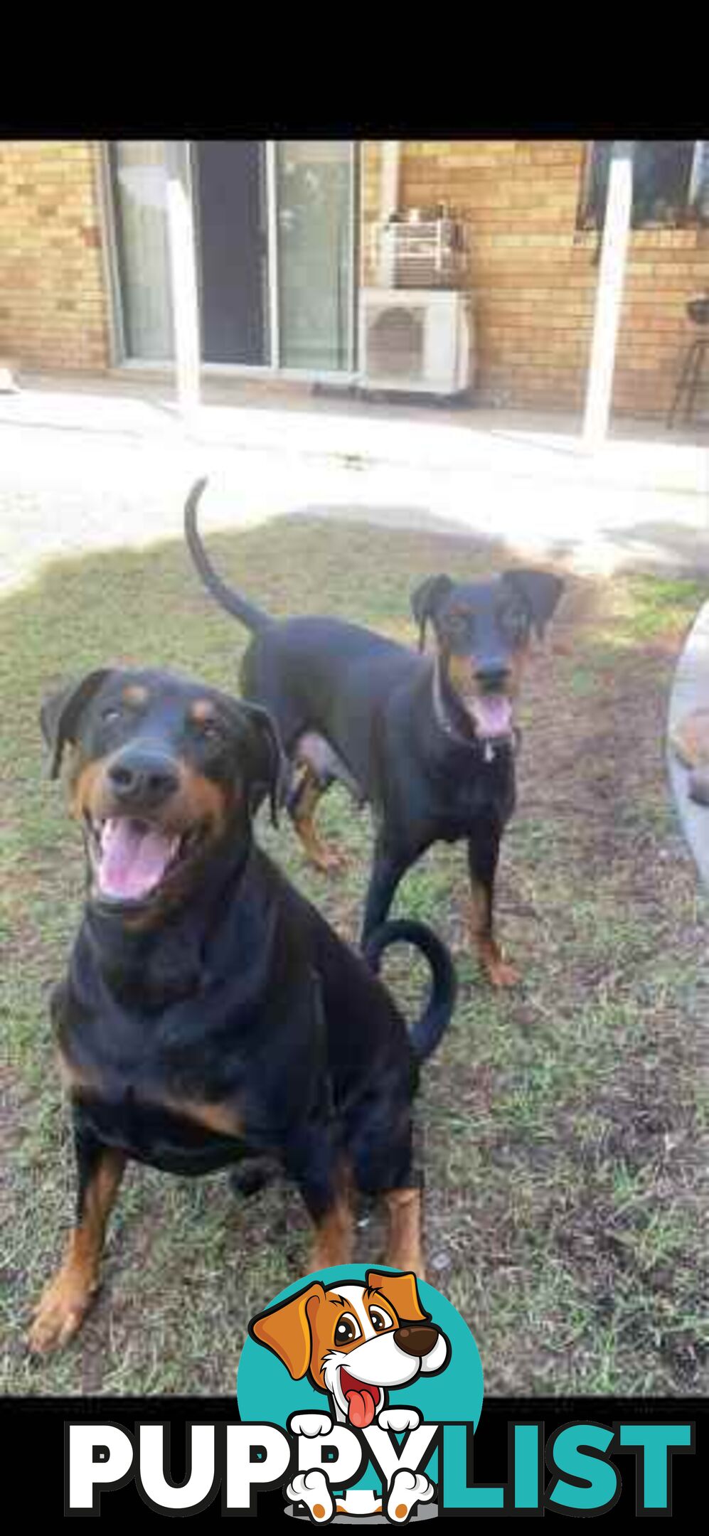 Doberman pups ready now!