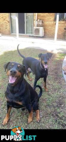 Doberman pups ready now!