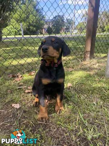 Doberman pups ready now!