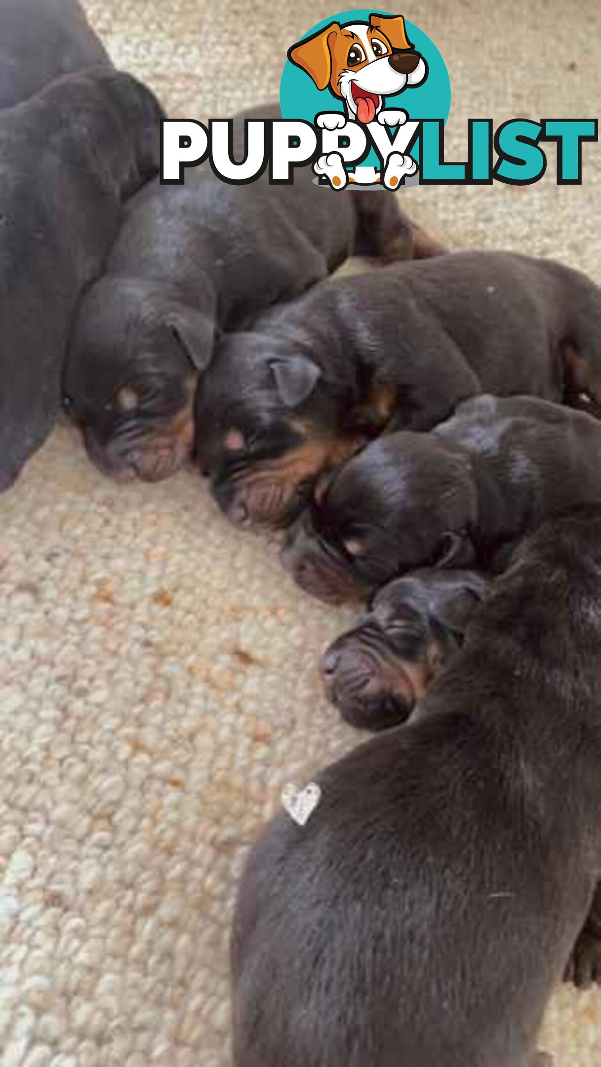 Doberman pups ready now!