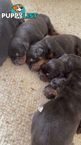 Doberman pups ready now!