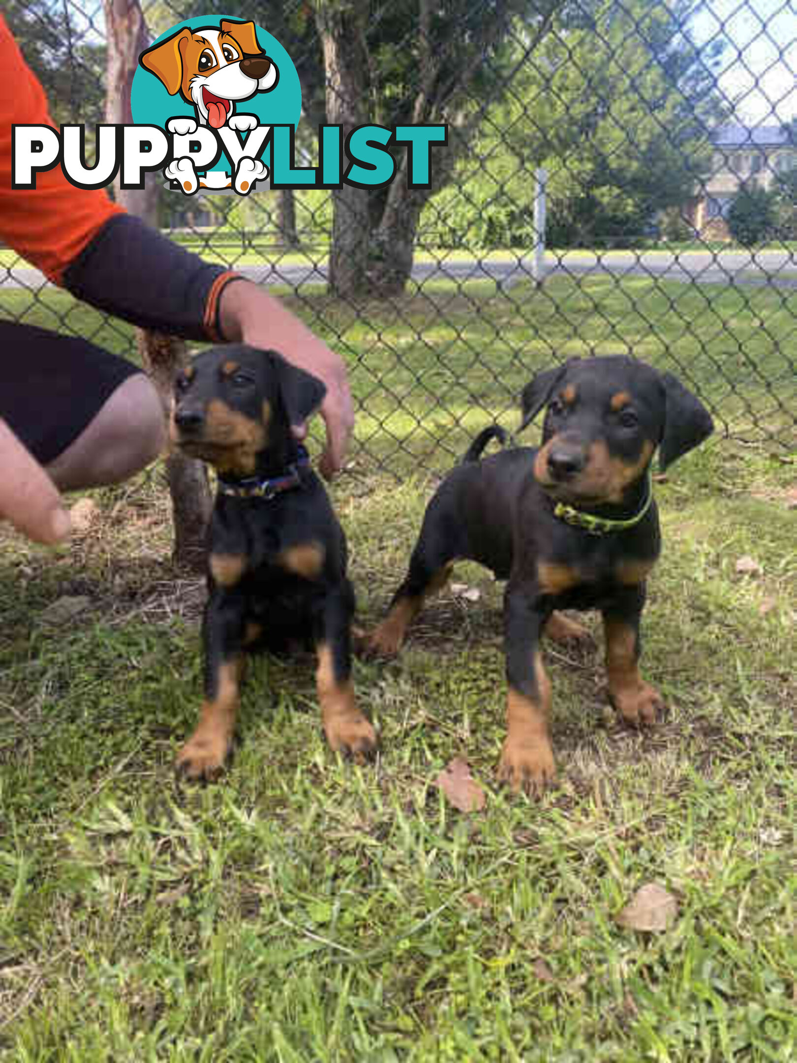 Doberman pups ready now!