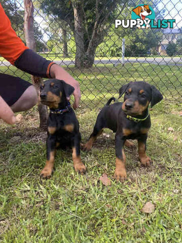 Doberman pups ready now!