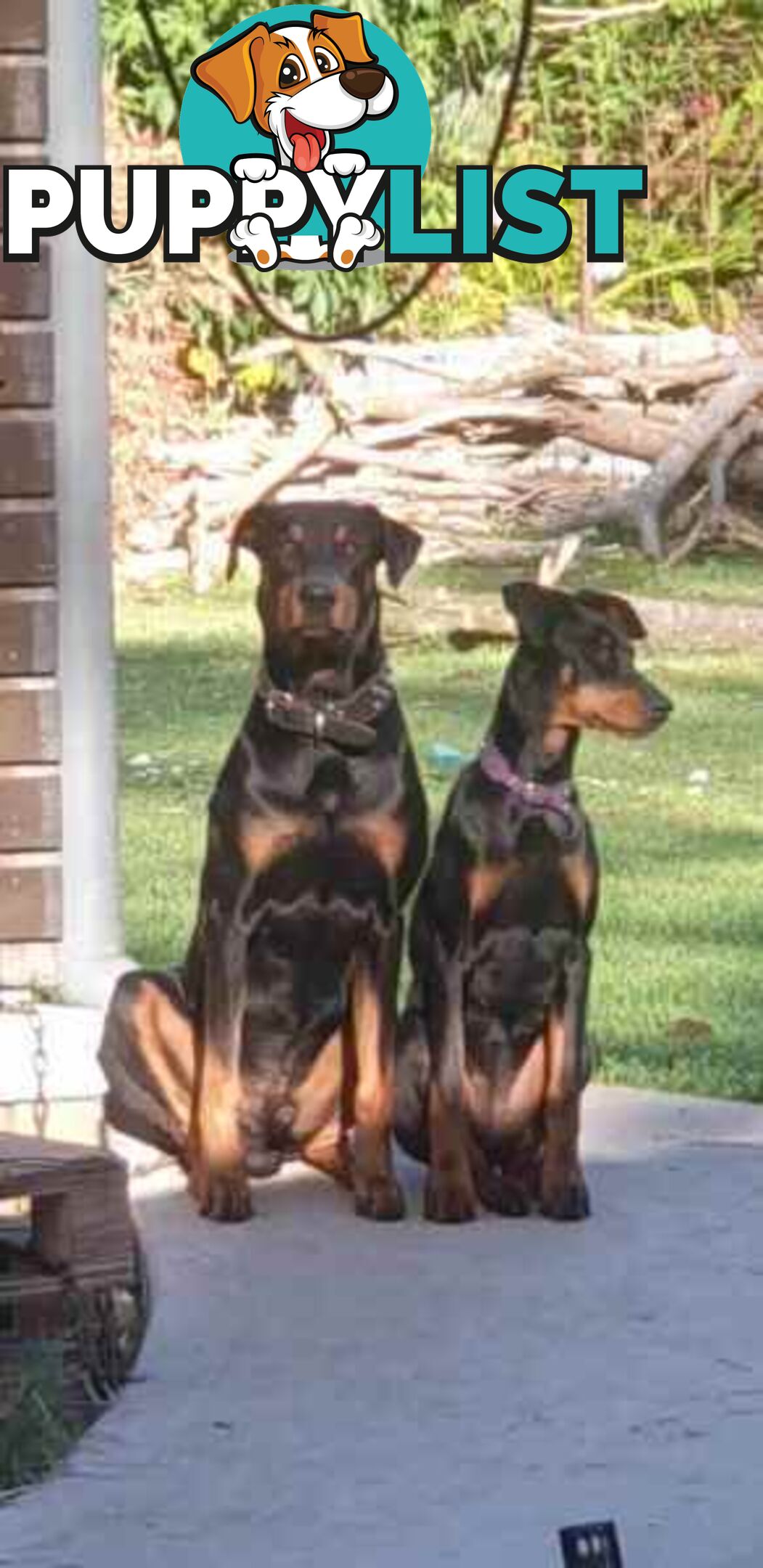 Doberman pups ready now!