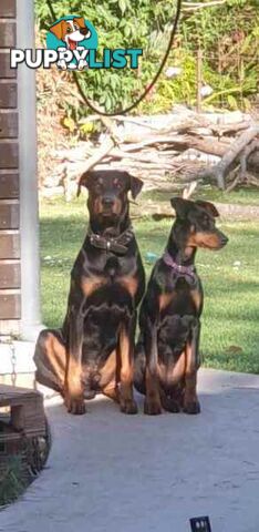 Doberman pups ready now!