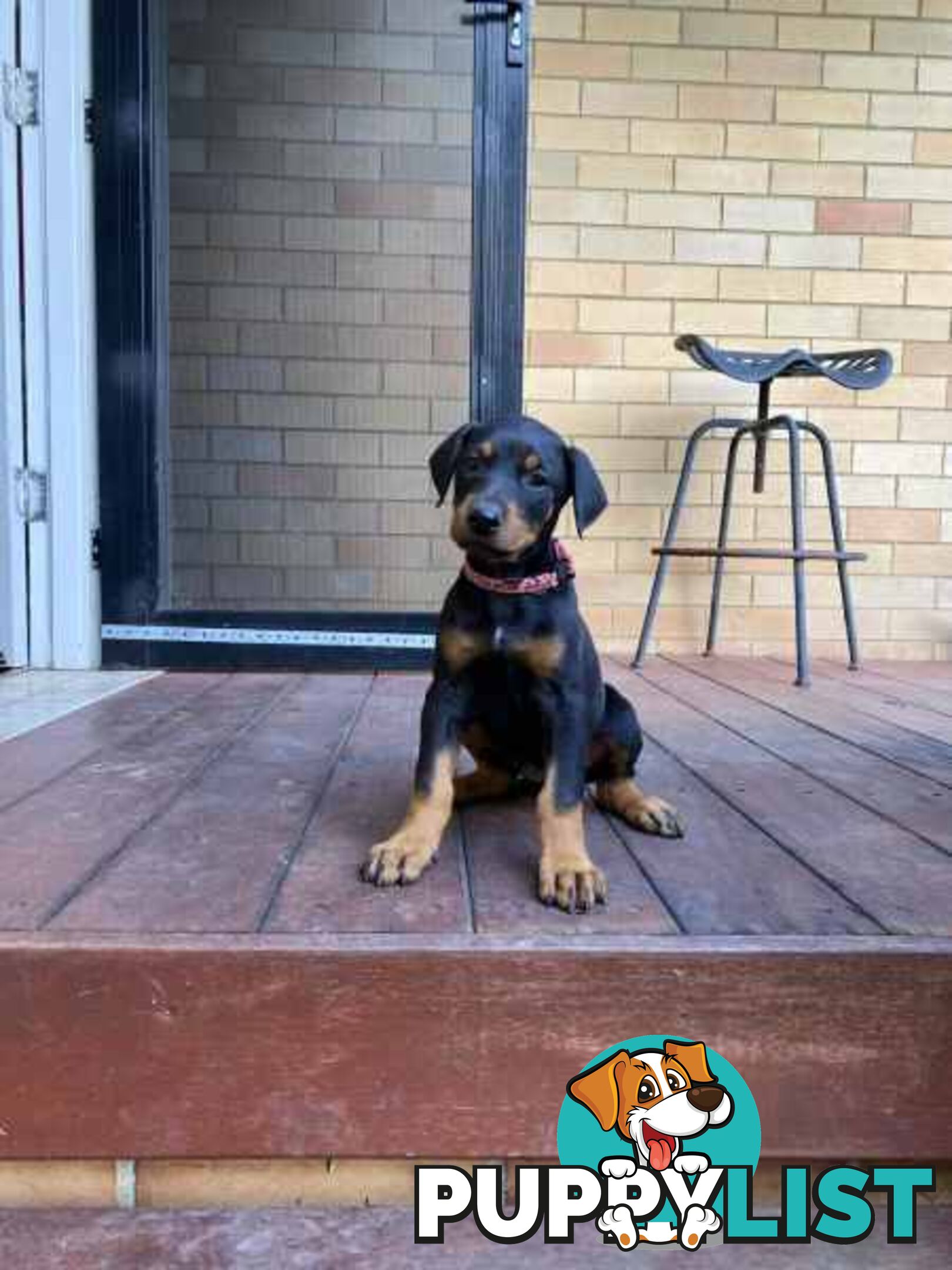 Doberman pups ready now!