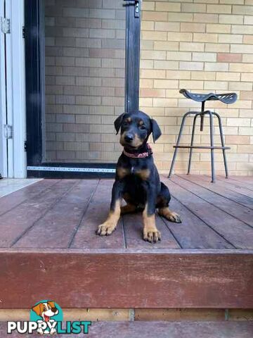 Doberman pups ready now!