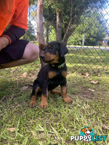 Doberman pups ready now!