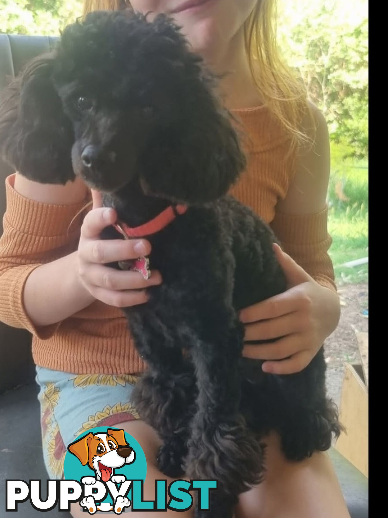 Purebred Tiny toy poodle girls