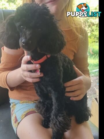 Purebred Tiny toy poodle girls
