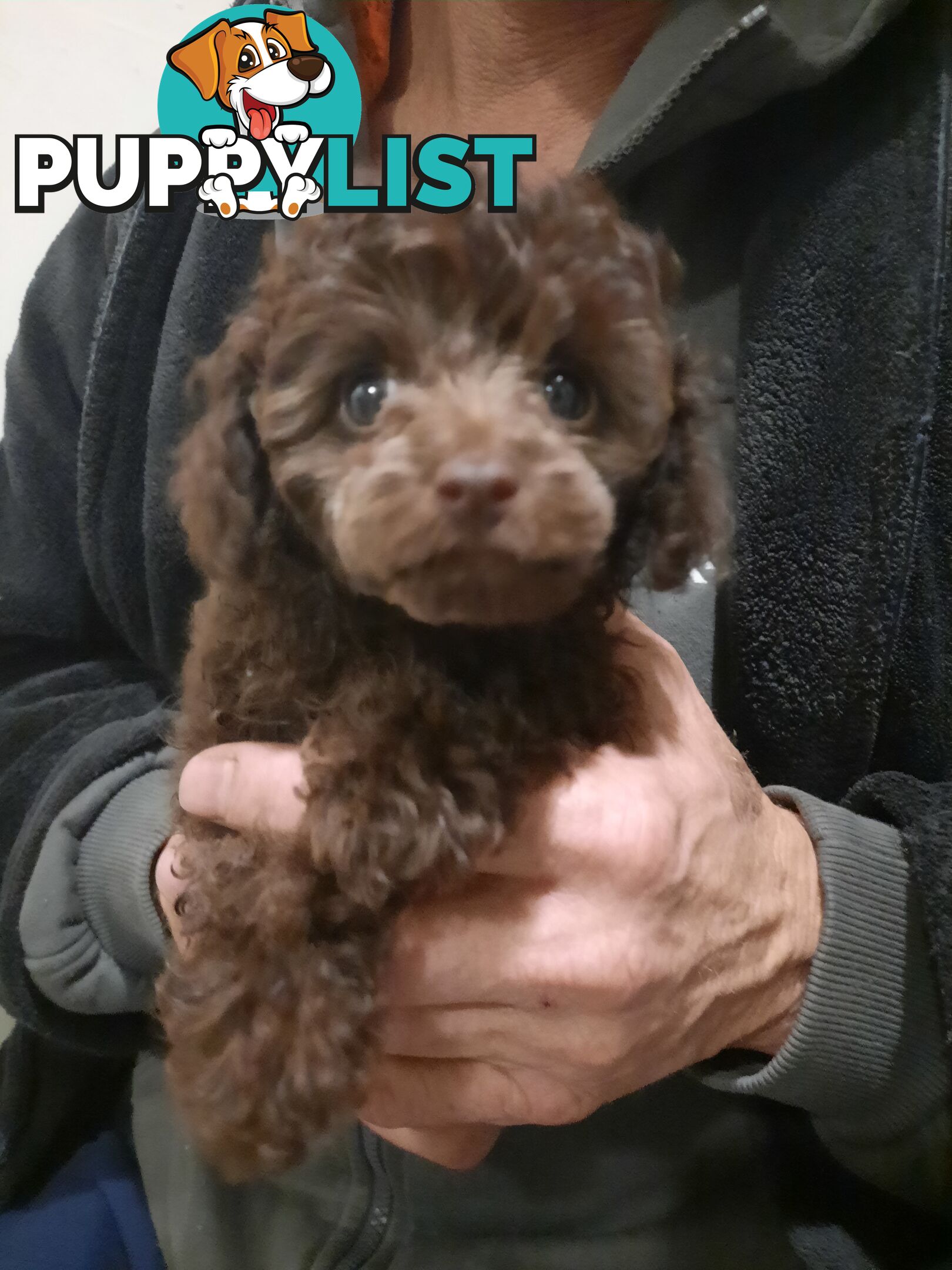 Purebred Tiny toy poodle girls
