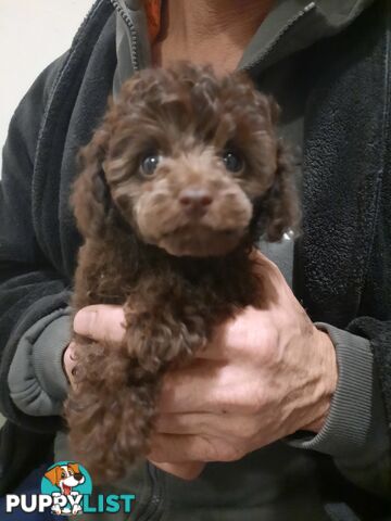 Purebred Tiny toy poodle girls