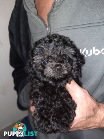 Purebred Tiny toy poodle girls