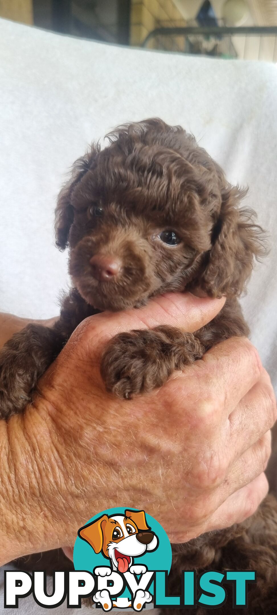 Tiny toy purebred poodles