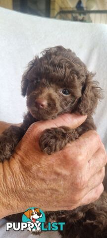 Tiny toy purebred poodles