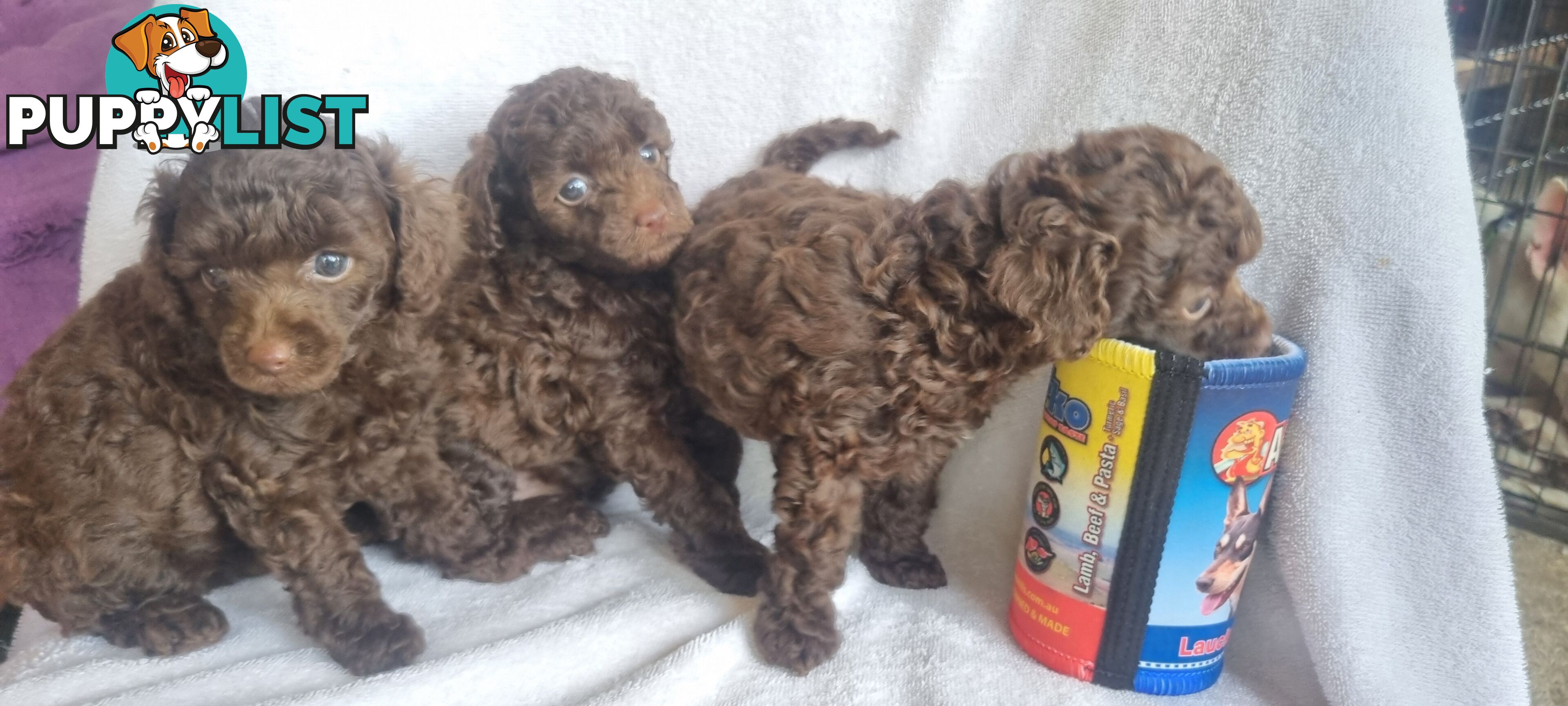 Tiny toy purebred poodles