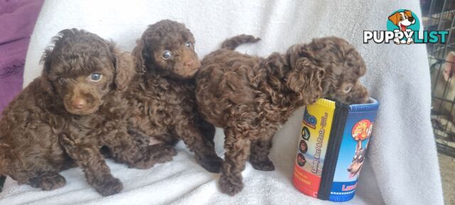 Tiny toy purebred poodles