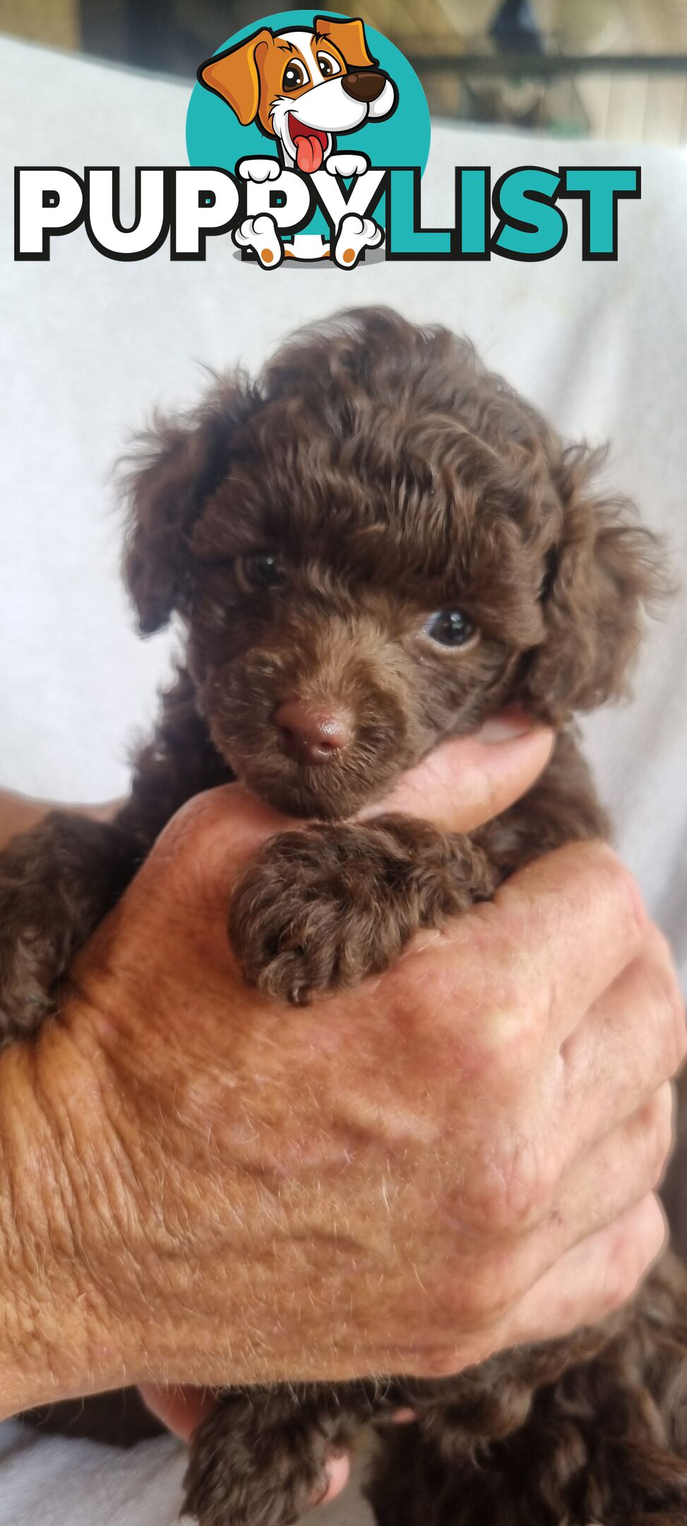 Tiny toy purebred poodles