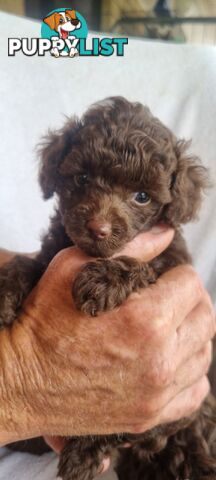 Tiny toy purebred poodles