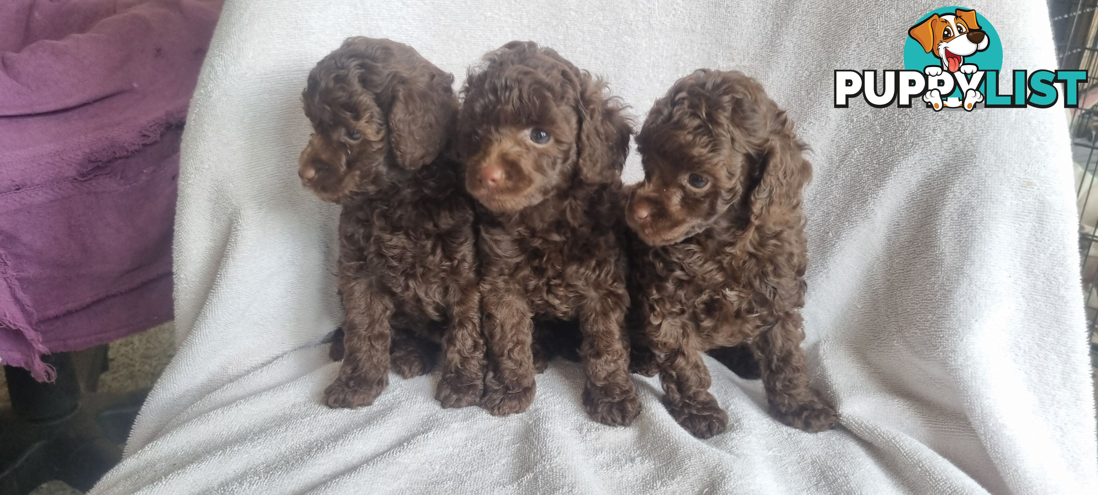 Tiny toy purebred poodles