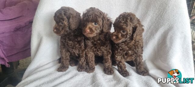 Tiny toy purebred poodles