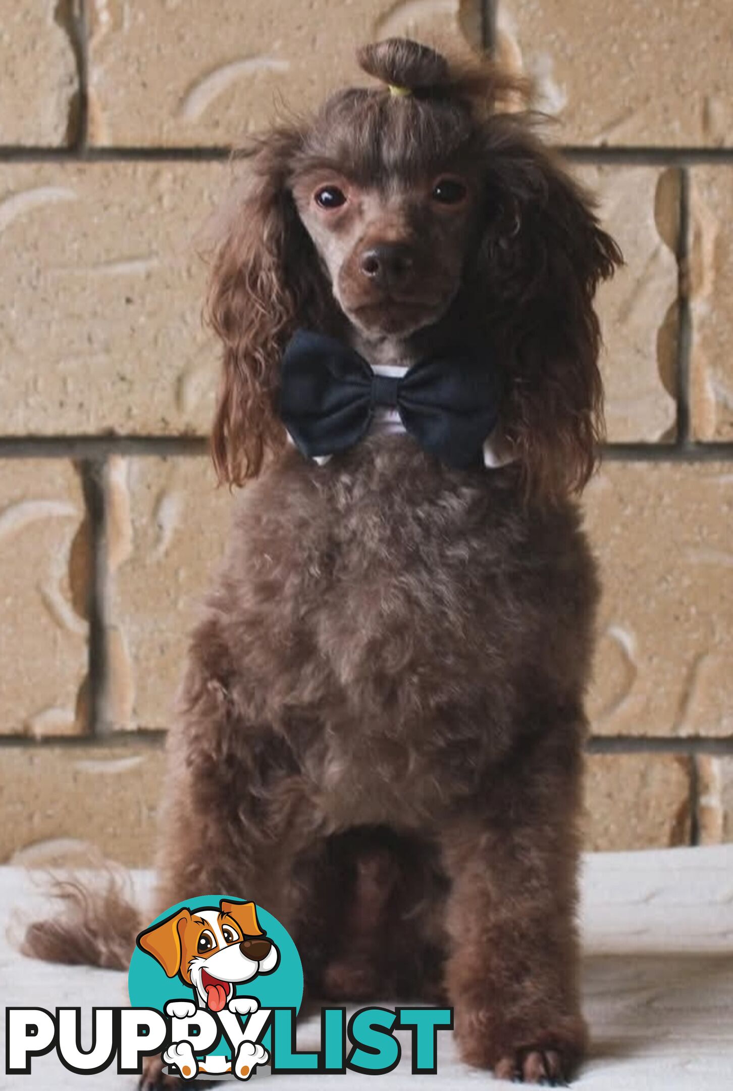 Tiny toy purebred poodles