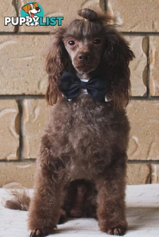 Tiny toy purebred poodles