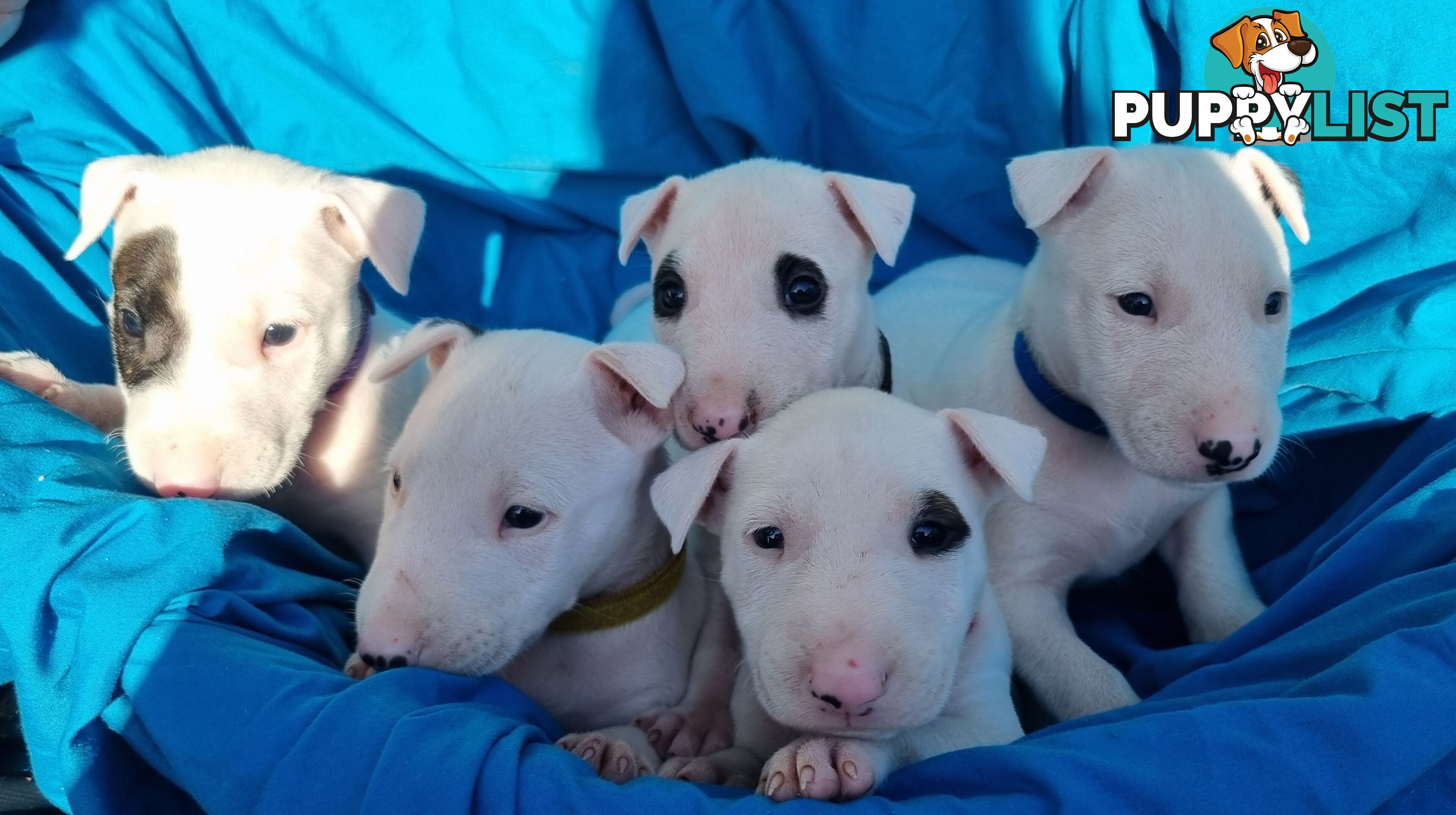 5 Purebred bull Terrier puppies all boys