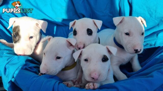 5 Purebred bull Terrier puppies all boys