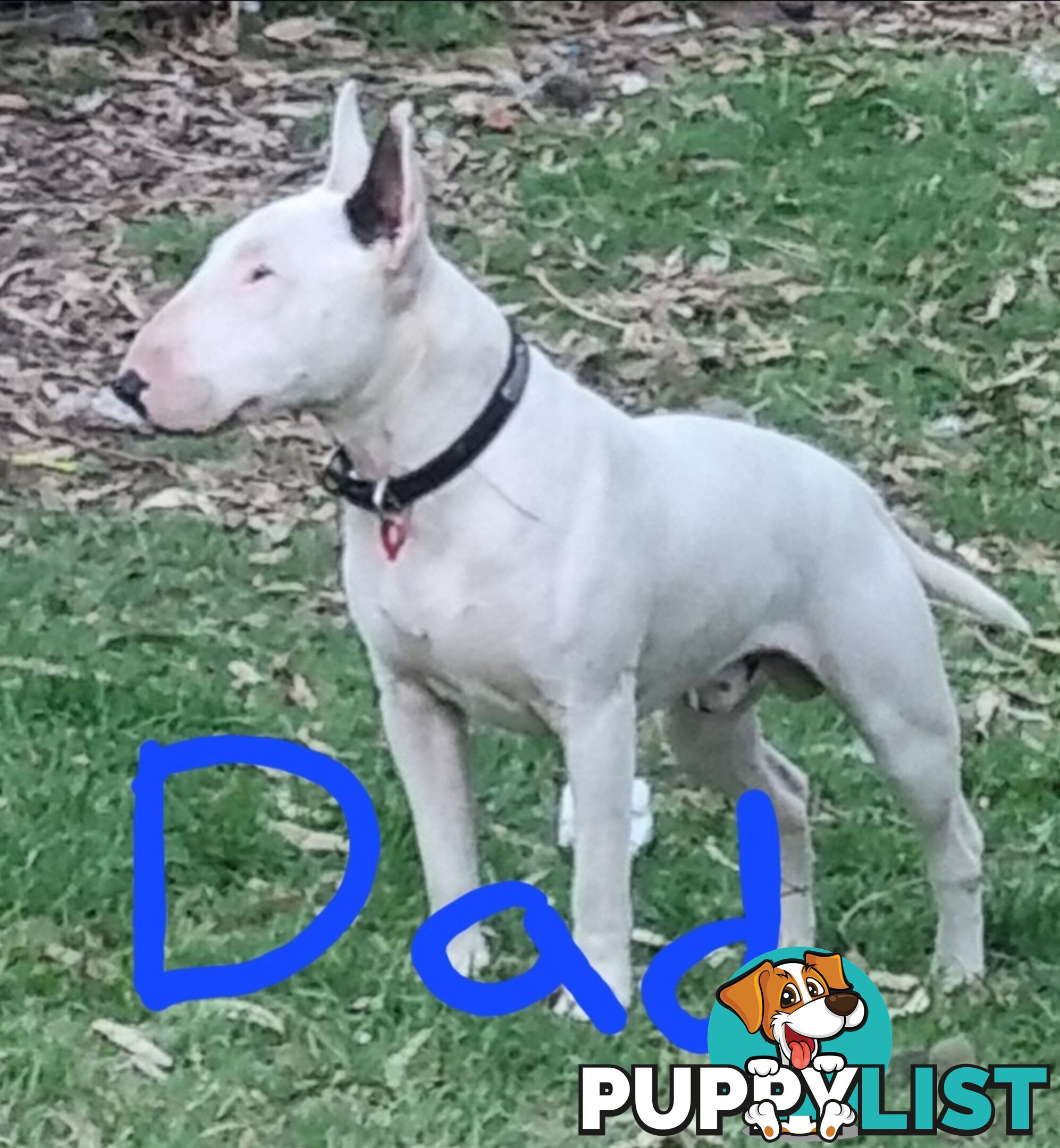 5 Purebred bull Terrier puppies all boys