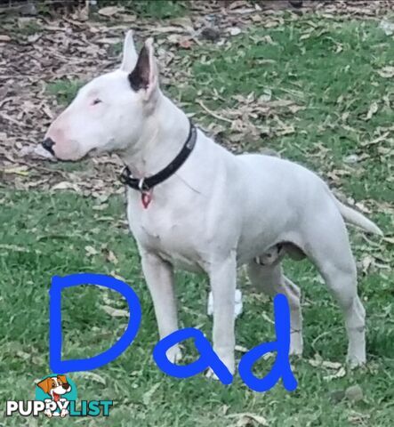 5 Purebred bull Terrier puppies all boys